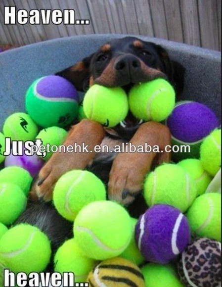 Doggy Tennis Balls (PT6008 )